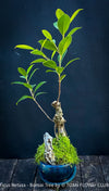 Ficus Retusa, Indoor Bonsai, organically grown tropical plants for sale at TOMs FLOWer CLUB.