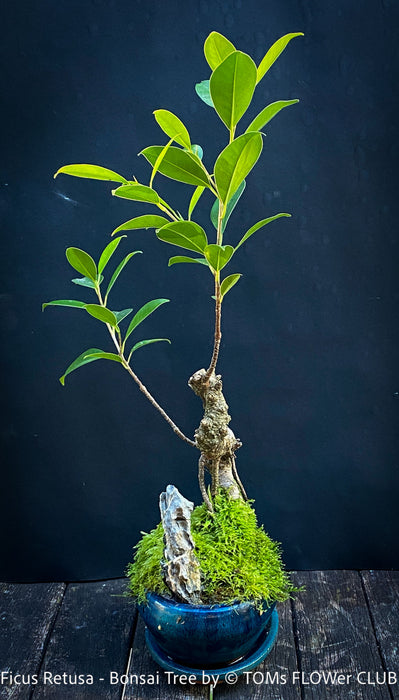 Ficus Retusa, Indoor Bonsai, organically grown tropical plants for sale at TOMs FLOWer CLUB.