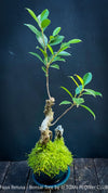 Ficus Retusa, Indoor Bonsai, organically grown tropical plants for sale at TOMs FLOWer CLUB.