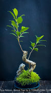 Ficus Retusa, Indoor Bonsai, organically grown tropical plants for sale at TOMs FLOWer CLUB.