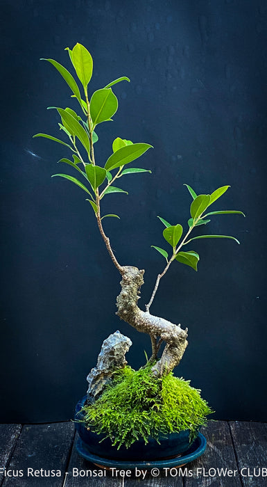 Ficus Retusa, Indoor Bonsai, organically grown tropical plants for sale at TOMs FLOWer CLUB.