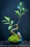 Ficus Retusa, Indoor Bonsai, organically grown tropical plants for sale at TOMs FLOWer CLUB.