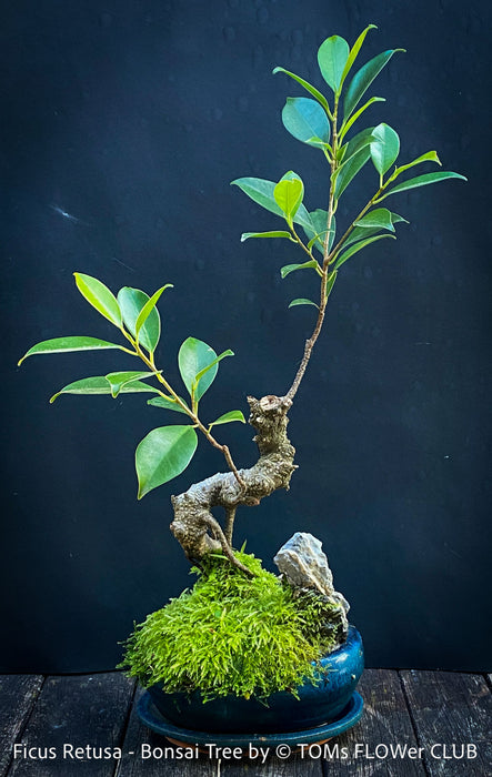 Ficus Retusa, Indoor Bonsai, organically grown tropical plants for sale at TOMs FLOWer CLUB.