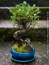 Ficus Retusa, Bonsai tree, organically grown plants for sale at TOMs FLOWer CLUB.