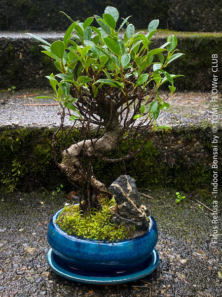 Ficus Retusa, Bonsai tree, organically grown plants for sale at TOMs FLOWer CLUB.