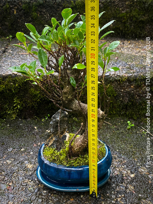 Ficus Retusa, Bonsai tree, organically grown plants for sale at TOMs FLOWer CLUB.