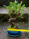 Ficus Retusa, Bonsai tree, organically grown plants for sale at TOMs FLOWer CLUB.