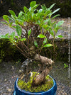 Ficus Retusa, Bonsai tree, organically grown plants for sale at TOMs FLOWer CLUB.