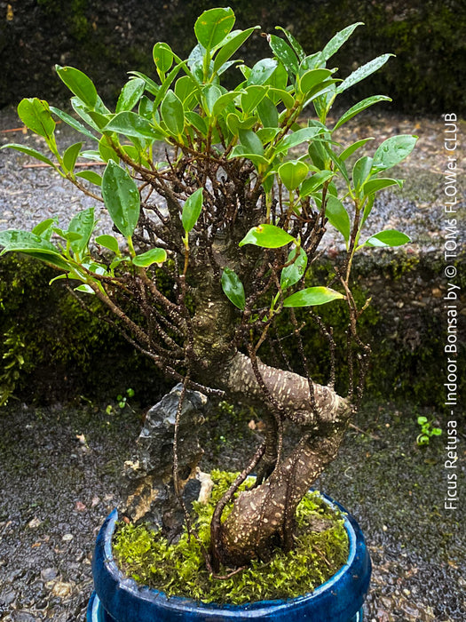 Ficus Retusa, Bonsai tree, organically grown plants for sale at TOMs FLOWer CLUB.