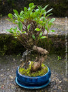 Ficus Retusa, Bonsai tree, organically grown plants for sale at TOMs FLOWer CLUB.