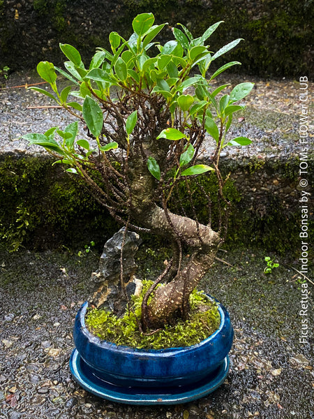 Ficus Retusa, Bonsai tree, organically grown plants for sale at TOMs FLOWer CLUB.