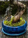 Ficus Retusa, Bonsai tree, organically grown plants for sale at TOMs FLOWer CLUB.