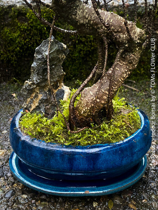 Ficus Retusa, Bonsai tree, organically grown plants for sale at TOMs FLOWer CLUB.