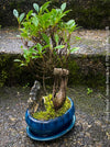 Ficus Retusa, Bonsai tree, organically grown plants for sale at TOMs FLOWer CLUB.