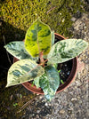 Ficus Shivereana Moonshine, Fikus, Geigenfeige, Gummibaum, Variegata, variegated plants, Zimmerpflanze for sale at TOMs FLOWer CLUB, ficus shivereana, shivereana rubber tree, ficus shivereana care, ficus shivereana moonshine, ficus moonshine