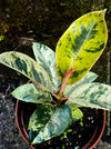 Ficus Shivereana Moonshine, Fikus, Geigenfeige, Gummibaum, Variegata, variegated plants, Zimmerpflanze for sale at TOMs FLOWer CLUB, ficus shivereana, shivereana rubber tree, ficus shivereana care, ficus shivereana moonshine, ficus moonshine