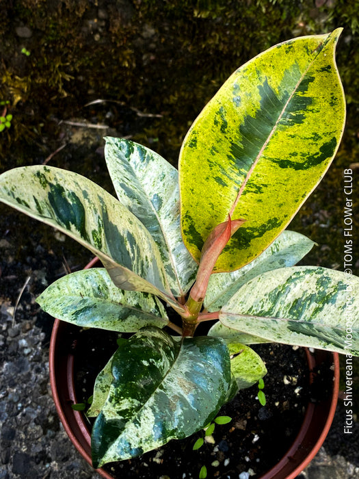 Ficus Shivereana Moonshine, Fikus, Geigenfeige, Gummibaum, Variegata, variegated plants, Zimmerpflanze for sale at TOMs FLOWer CLUB, ficus shivereana, shivereana rubber tree, ficus shivereana care, ficus shivereana moonshine, ficus moonshine