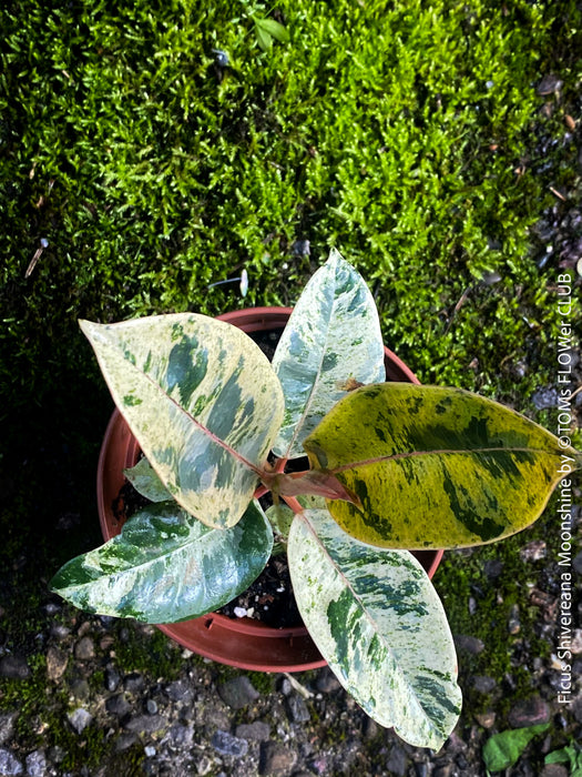 Ficus Shivereana Moonshine, Fikus, Geigenfeige, Gummibaum, Variegata, variegated plants, Zimmerpflanze for sale at TOMs FLOWer CLUB, ficus shivereana, shivereana rubber tree, ficus shivereana care, ficus shivereana moonshine, ficus moonshine