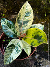 Ficus Shivereana Moonshine, Fikus, Geigenfeige, Gummibaum, Variegata, variegated plants, Zimmerpflanze for sale at TOMs FLOWer CLUB, ficus shivereana, shivereana rubber tree, ficus shivereana care, ficus shivereana moonshine, ficus moonshine