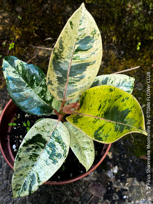 Ficus Shivereana Moonshine, Fikus, Geigenfeige, Gummibaum, Variegata, variegated plants, Zimmerpflanze for sale at TOMs FLOWer CLUB, ficus shivereana, shivereana rubber tree, ficus shivereana care, ficus shivereana moonshine, ficus moonshine