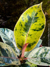 Ficus Shivereana Moonshine, Fikus, Geigenfeige, Gummibaum, Variegata, variegated plants, Zimmerpflanze for sale at TOMs FLOWer CLUB, ficus shivereana, shivereana rubber tree, ficus shivereana care, ficus shivereana moonshine, ficus moonshine