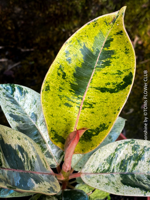 Ficus Shivereana Moonshine, Fikus, Geigenfeige, Gummibaum, Variegata, variegated plants, Zimmerpflanze for sale at TOMs FLOWer CLUB, ficus shivereana, shivereana rubber tree, ficus shivereana care, ficus shivereana moonshine, ficus moonshine