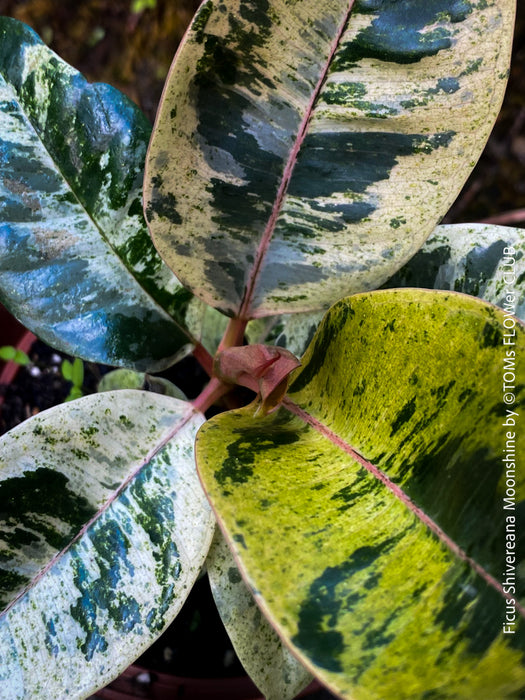 Ficus Shivereana Moonshine, Fikus, Geigenfeige, Gummibaum, Variegata, variegated plants, Zimmerpflanze for sale at TOMs FLOWer CLUB, ficus shivereana, shivereana rubber tree, ficus shivereana care, ficus shivereana moonshine, ficus moonshine