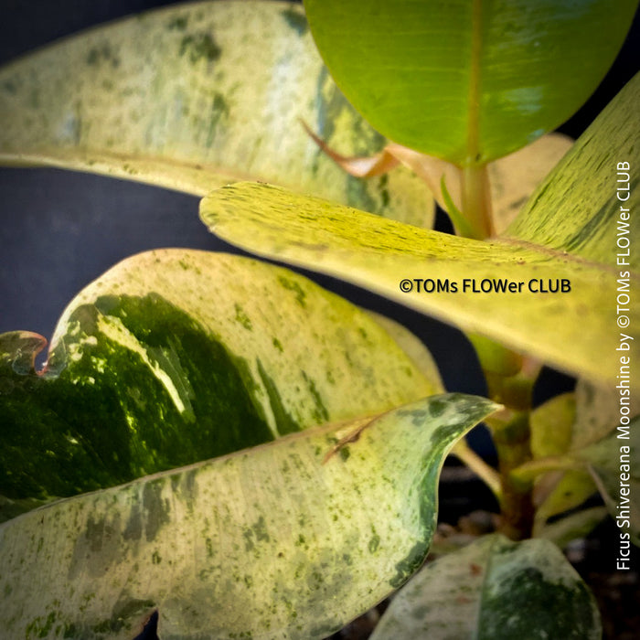 Ficus Shivereana Moonshine, Fikus, Geigenfeige, Gummibaum, Variegata, variegated plants, Zimmerpflanze for sale at TOMs FLOWer CLUB, ficus shivereana, shivereana rubber tree, ficus shivereana care, ficus shivereana moonshine, ficus moonshine