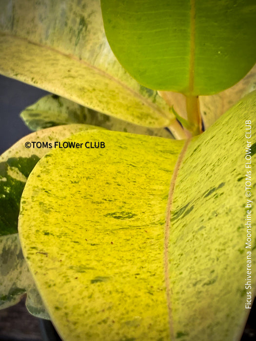 Ficus Shivereana Moonshine, Fikus, Geigenfeige, Gummibaum, Variegata, variegated plants, Zimmerpflanze for sale at TOMs FLOWer CLUB, ficus shivereana, shivereana rubber tree, ficus shivereana care, ficus shivereana moonshine, ficus moonshine