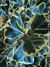 Ficus triangularis variegata houseplant organically cultivated at TOMs FLOWer CLUB
