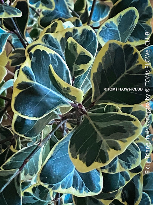 Ficus triangularis variegata houseplant organically cultivated at TOMs FLOWer CLUB