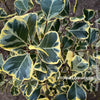 Ficus triangularis variegata houseplant organically cultivated at TOMs FLOWer CLUB