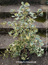 Ficus triangularis variegata houseplant organically cultivated at TOMs FLOWer CLUB