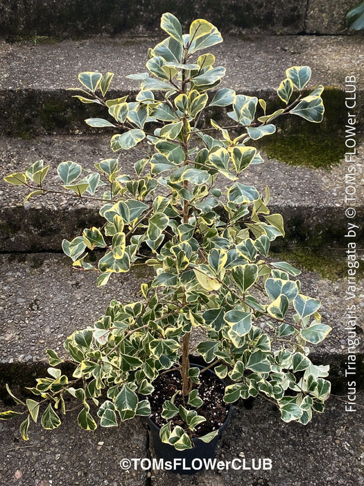 Ficus triangularis variegata houseplant organically cultivated at TOMs FLOWer CLUB
