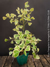 Ficus triangularis variegata houseplant organically cultivated at TOMs FLOWer CLUB