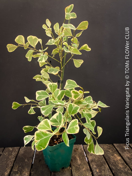 Ficus triangularis variegata houseplant organically cultivated at TOMs FLOWer CLUB