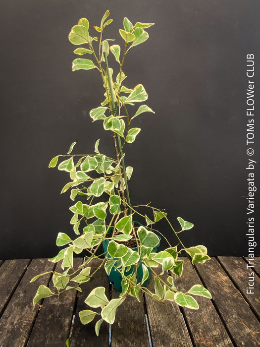 Ficus triangularis variegata houseplant organically cultivated at TOMs FLOWer CLUB