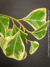 Ficus triangularis variegata houseplant organically cultivated at TOMs FLOWer CLUB