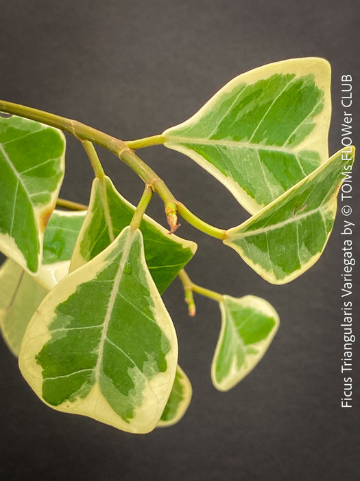 Ficus triangularis variegata houseplant organically cultivated at TOMs FLOWer CLUB