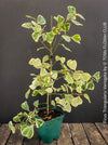 Ficus triangularis variegata houseplant organically cultivated at TOMs FLOWer CLUB