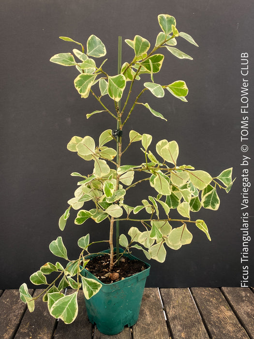 Ficus triangularis variegata houseplant organically cultivated at TOMs FLOWer CLUB