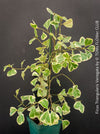Ficus triangularis variegata houseplant organically cultivated and for sale at TOMs FLOWer CLUB in Switzerland, Zurich