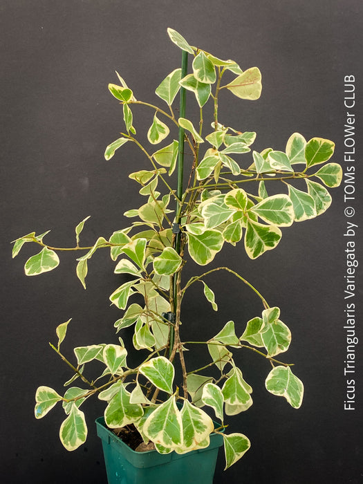 Ficus triangularis variegata houseplant organically cultivated and for sale at TOMs FLOWer CLUB in Switzerland, Zurich