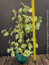 Ficus triangularis variegata houseplant organically cultivated at TOMs FLOWer CLUB