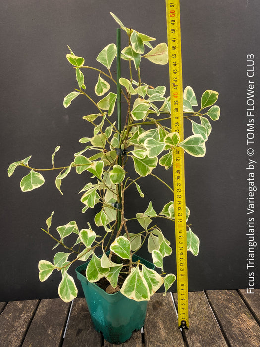 Ficus triangularis variegata houseplant organically cultivated at TOMs FLOWer CLUB
