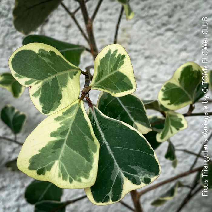 Ficus triangularis variegata for sale at TOMs FLOWer CLUB