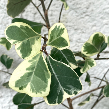 Ficus triangularis variegata for sale at TOMs FLOWer CLUB