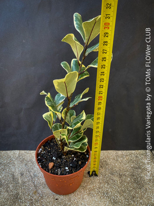 Ficus triangularis variegata for sale at TOMs FLOWer CLUB