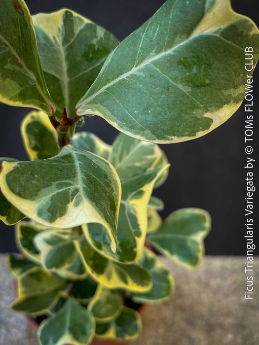 Ficus triangularis variegata for sale at TOMs FLOWer CLUB