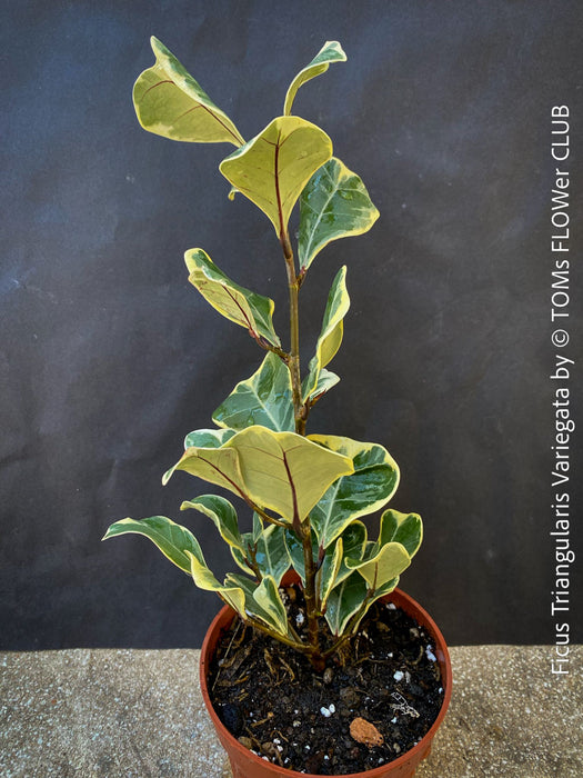 Ficus triangularis variegata for sale at TOMs FLOWer CLUB